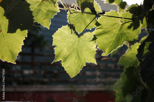 Leaf