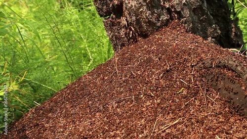 Ants colony ( anthill ) with stump in the middle  panning close up. Ant species is Formica rufa. August, noon.