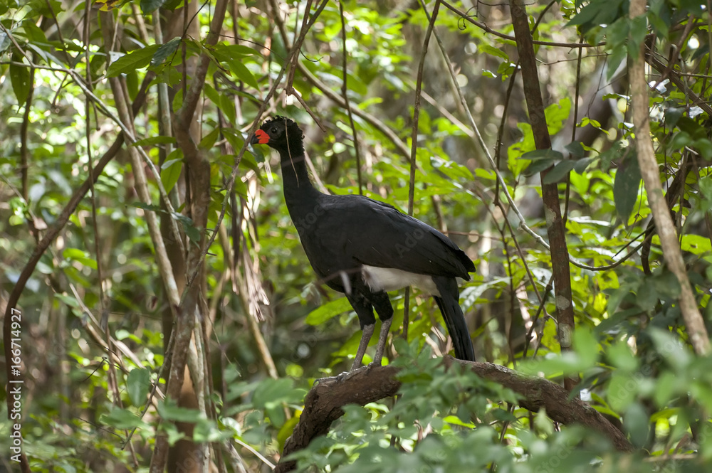 Fototapeta premium Curassow