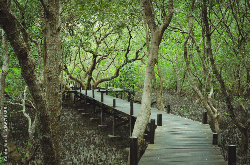 Obraz premium Pathway walk through the mangrove forest.