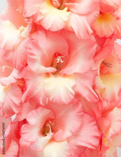 Gladiolus flowers. Background. © Svetlana Bayanova