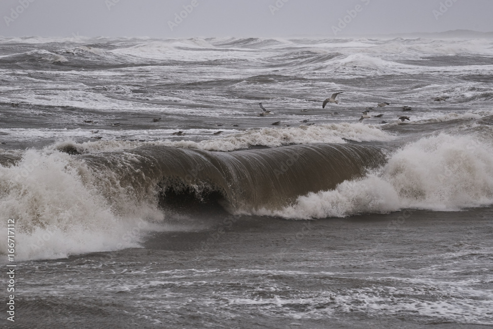    seagulls fishing in the waves during storm in Nr. Vorupoer on the North Sea coast in Denmark                            