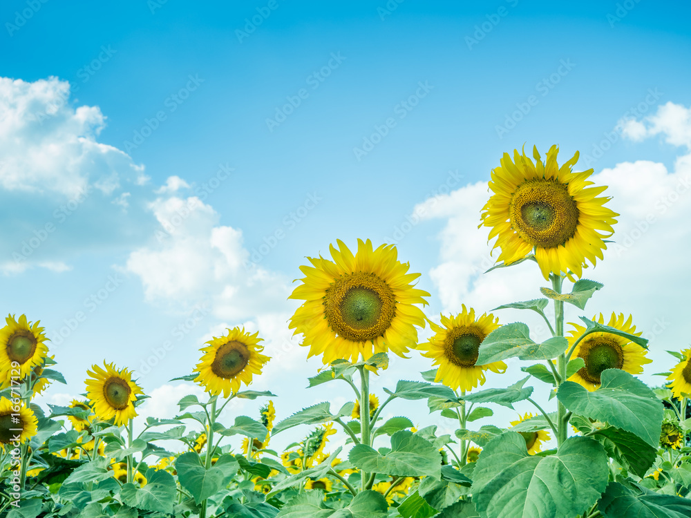 Sunflower with sunflower field and blue sky. Composition of nature Sunflower with sunflower field and blue sky. Composition of nature