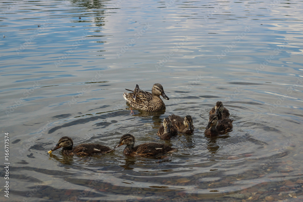 Ducks of mallards. Mama duck and her ducklings on the river Ducks of mallards. Mama duck and her ducklings on the river