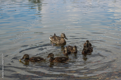 Ducks of mallards. Mama duck and her ducklings on the river © ok_fotoday