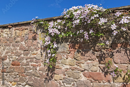 Alte Sandsteinmauer, bewachsen mit Clematis photo