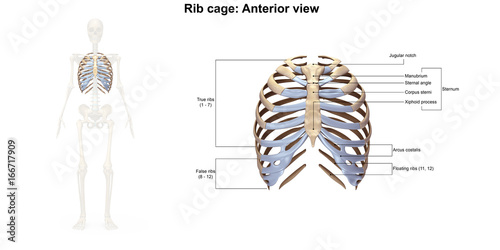 Skeleton_Rib cage_Anterior view © 7activestudio