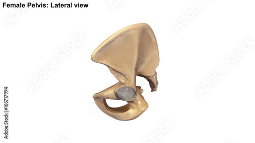 Skeleton Pelvis Lateral view
