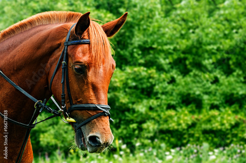 Portrait of a red horse on a green background