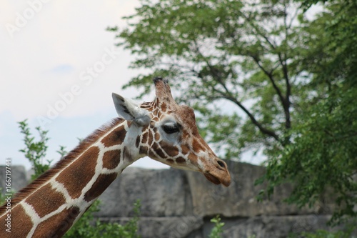 Photography giraffe