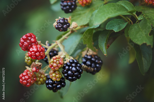 Blackberries in the garden
