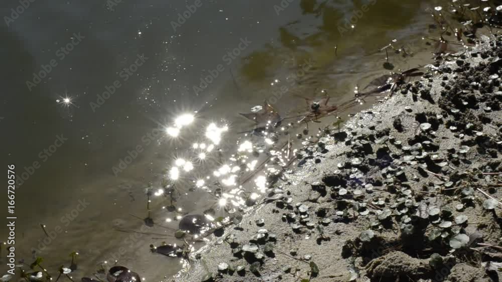 Riverbed reflects sunshine near muddy shore, close up Riverbed reflects sunshine near muddy shore, close up