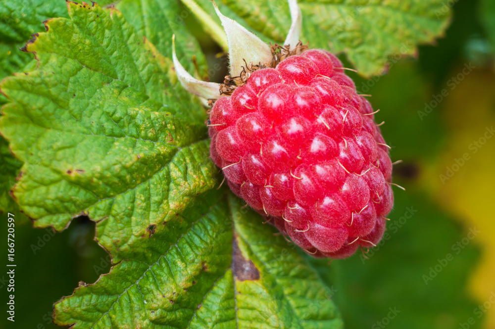 Juicy raspberry and leaf macro Juicy raspberry and leaf macro