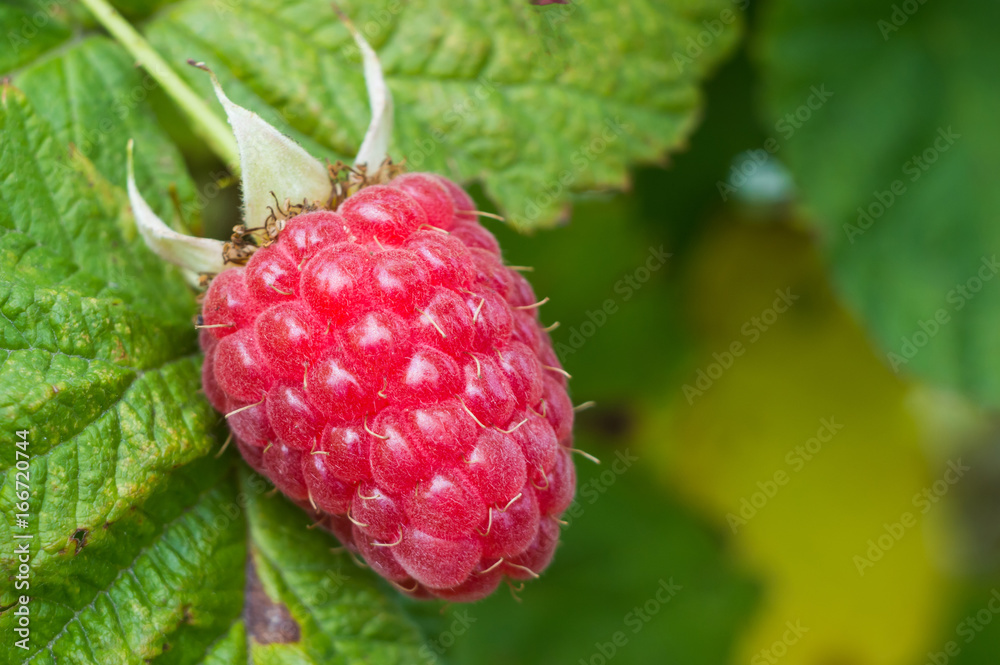 Juicy raspberry and leaf macro Juicy raspberry and leaf macro