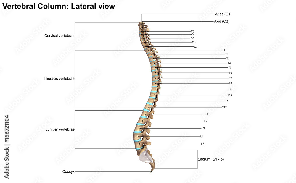 Vertebral Column_Lateral view Vertebral Column_Lateral view