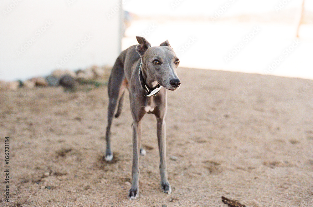 Grey Whippet standing outside on brown sand Grey Whippet standing outside on brown sand