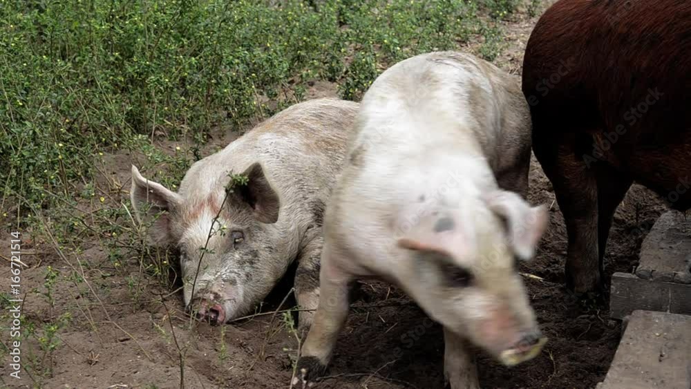 Domesticated pig sleeps on dirt path, close up Domesticated pig sleeps on dirt path, close up