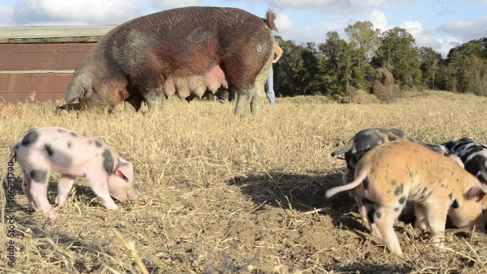 Piglets play while mother pig grazes in field