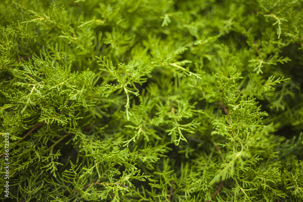 A coniferous shrub from close-up A coniferous shrub from close-up