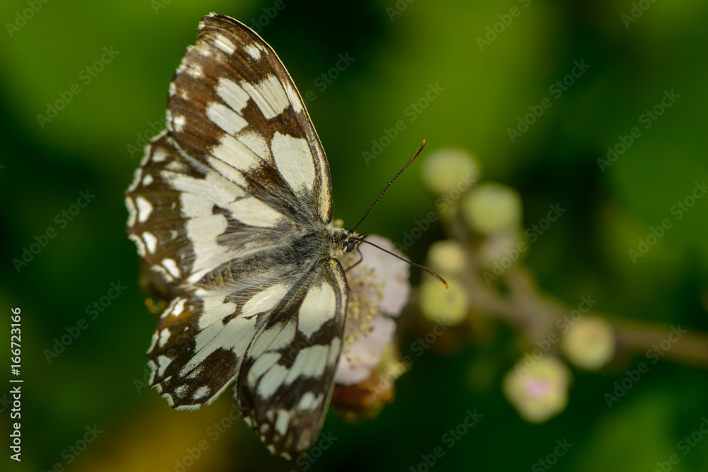 Fototapeta premium Schachbrettfalter auf einer Brombeerblüte