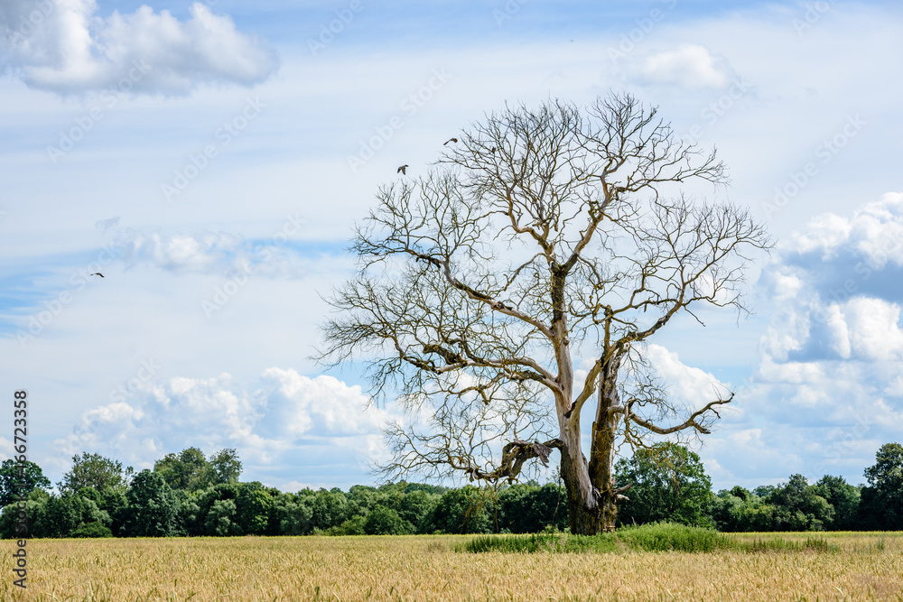 lonely old dry tree against blue sky lonely old dry tree against blue sky