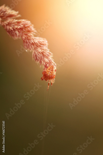 Bright photo macro spider cross © tanor27