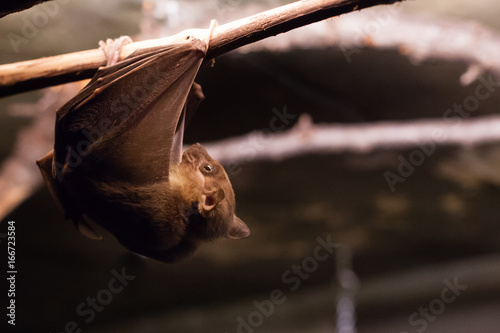 Egyptian Fruit Bat climbing branch photo