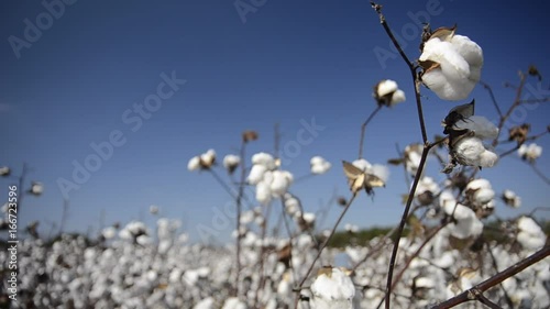 Cotton plant stalks blow in breeze