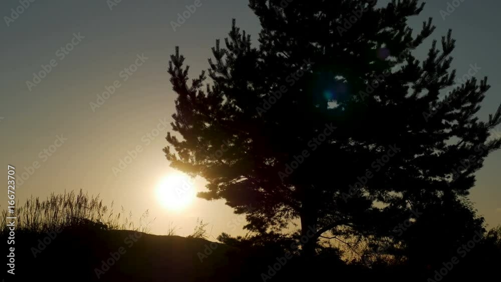big tree at sunset in silhouette standing on the sand next to the bush big tree at sunset in silhouette standing on the sand next to the bush