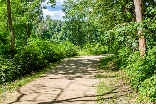 romantic gravel road in green tree forest