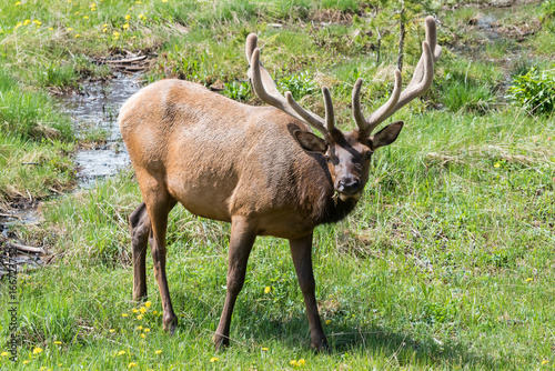 Elk of The Colorado Rocky Mountains