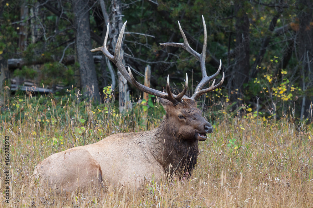Elk of The Colorado Rocky Mountains