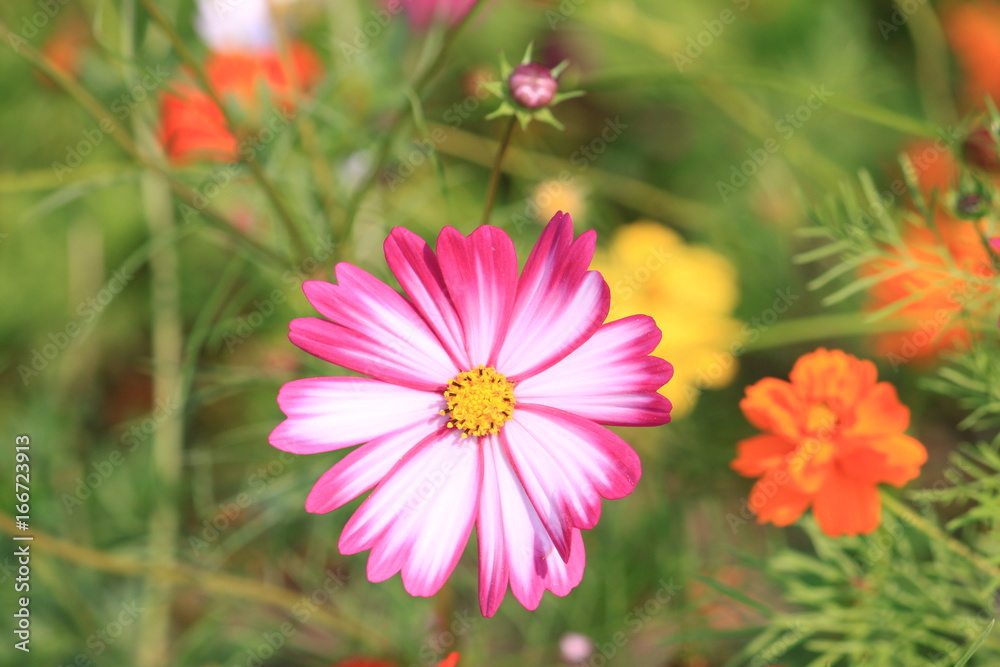 Obraz premium コスモス