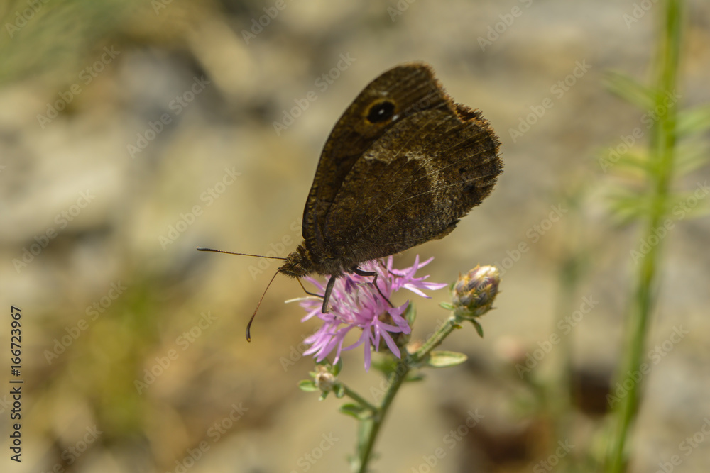 Obraz premium Brauner Bläuling saugt Nektar an einer Blüte