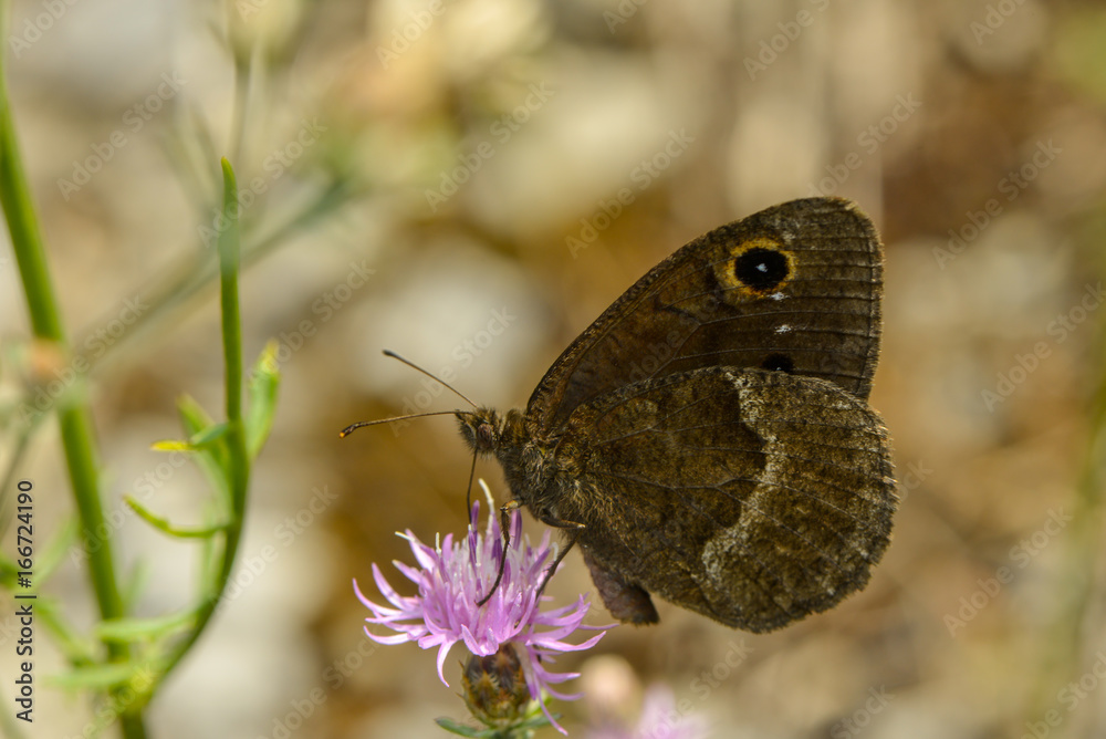 Fototapeta premium Brauner Bläuling saugt Nektar an einer Blüte