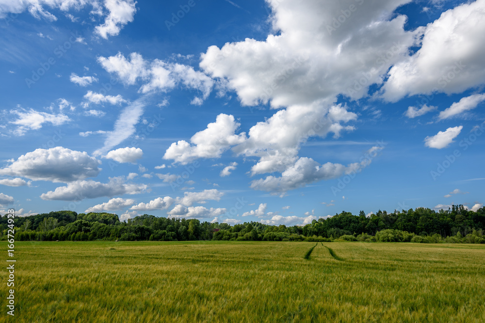 Summer Landscape with Wheat Field and Clouds