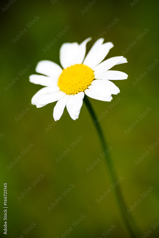 white daisy flowers on green background white daisy flowers on green background