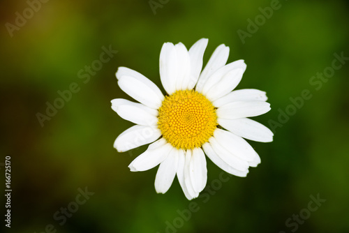 white daisy flowers on green background