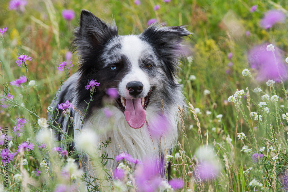 Hund in Blumenwiese