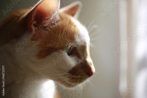 Closeup of orange and white cat's face  © StockVizions