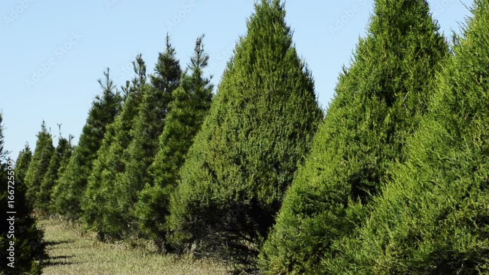 Countless rows of evergreen trees in tree farm