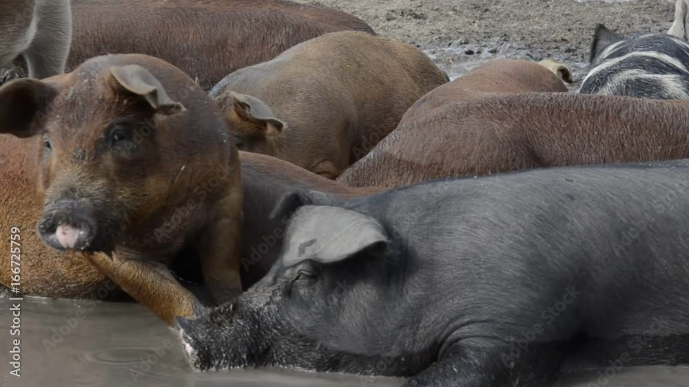 Pig sleeps in mud pit, close up Pig sleeps in mud pit, close up