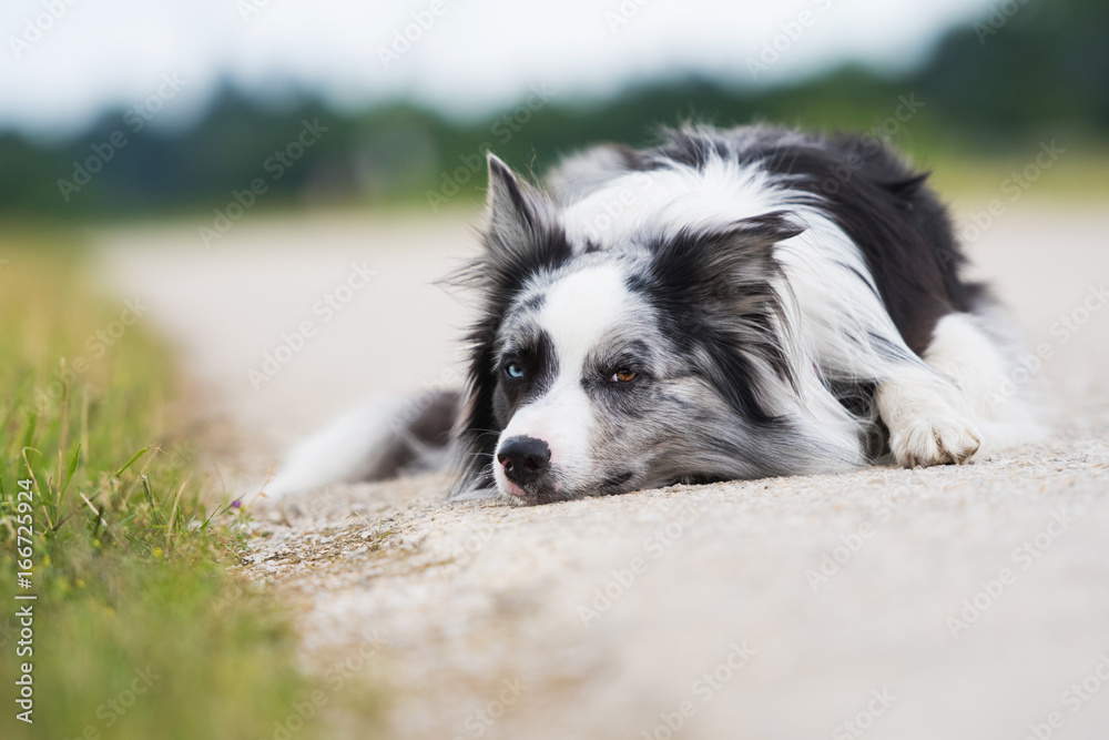 Border Collie liegt auf einem Schotterweg