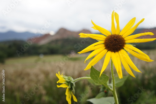 Sunflower with Mountains in the Background