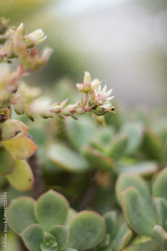 Small white flower of succulent growing on plant. Small white flower of succulent growing on plant.