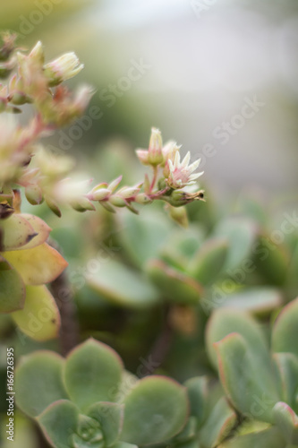Small white flower of succulent growing on plant.