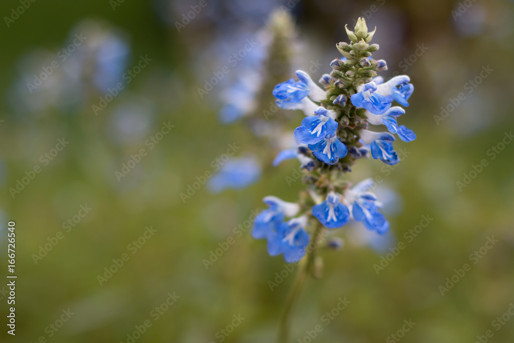 Velocity blue Salvia flowers / Sage growing on plant outdoors.