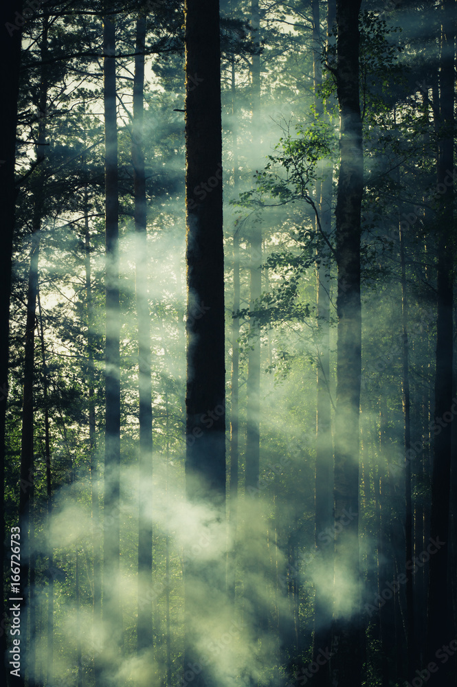 The rays of light cut the fog. The rays of light cut the fog.