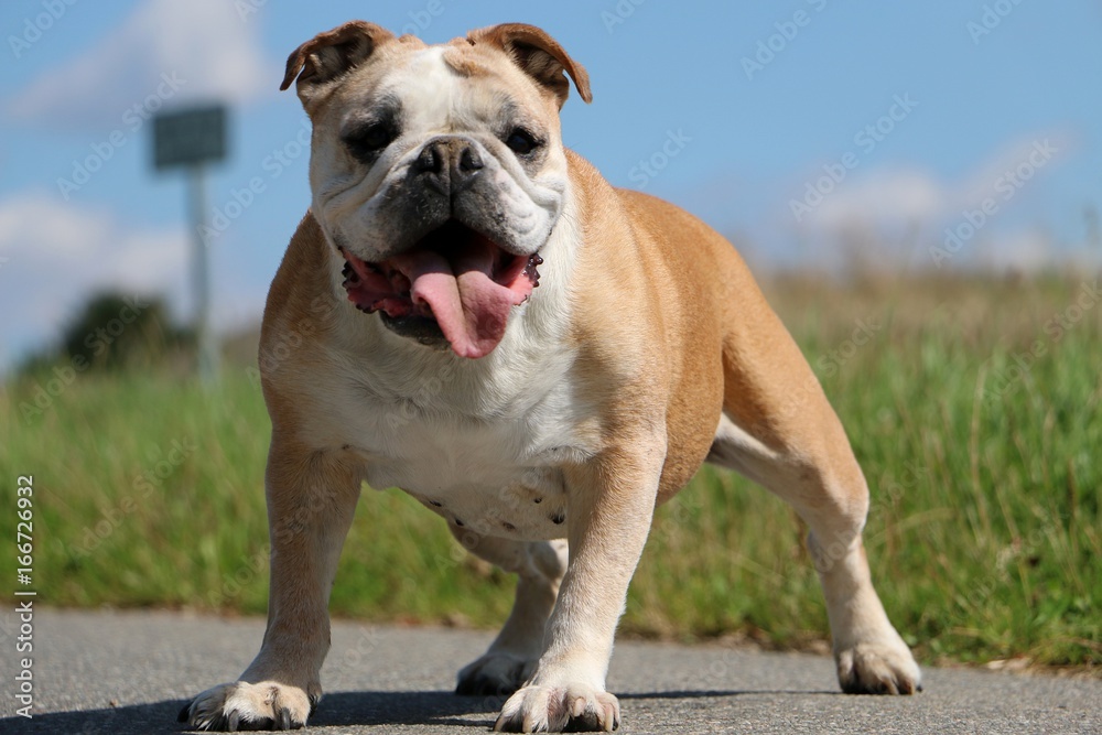 Portrait einer englischen Bulldogge