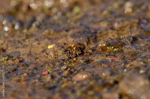 Common bee drinking water on the wet soil